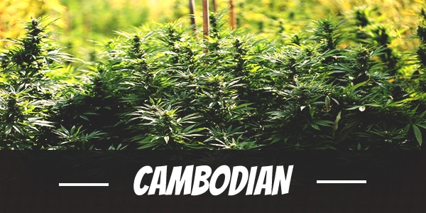 Cambodian