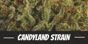 Candyland Strain