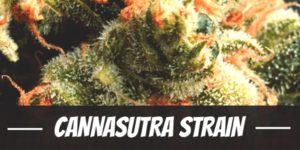 CannaSutra Strain