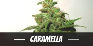 Caramella