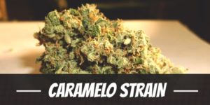 Caramelo Strain
