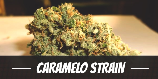 Caramelo Strain