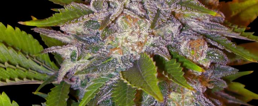 Caramelo Medical