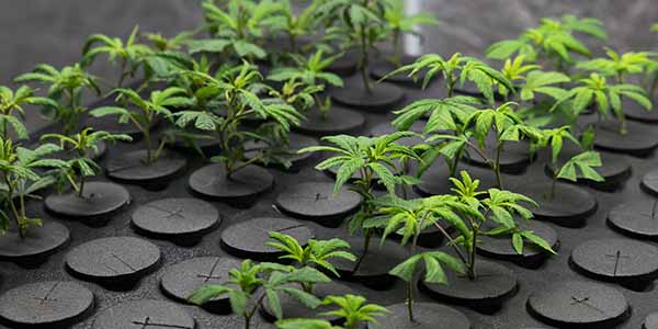 Caring for your baby clones