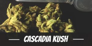Cascadia Kush