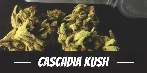 Cascadia Kush