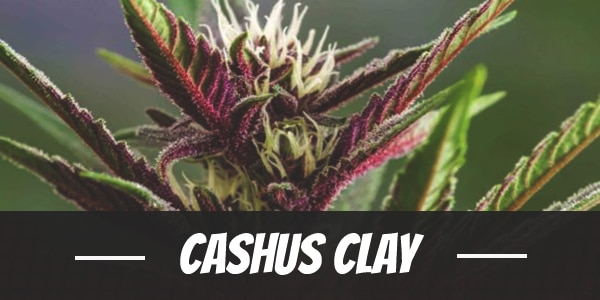 Cashus Clay