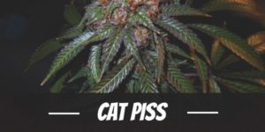 Cat Piss