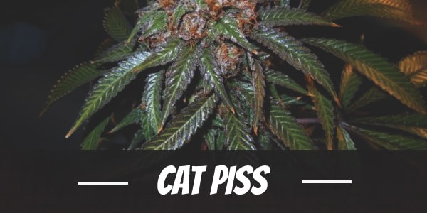 Cat Piss