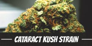 Cataract Kush Strain