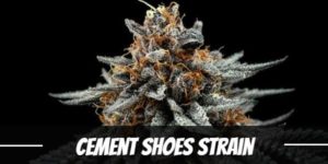 Cement Shoes Strain