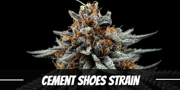 Cement Shoes Strain