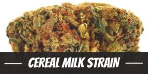 Cereal Milk Strain