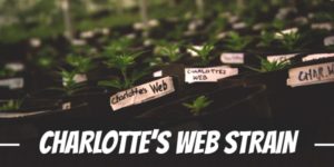 Charlotte’s Web Strain