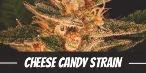 Cheese Candy weed Strain