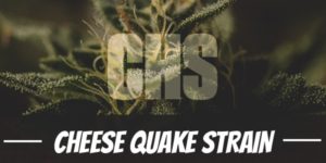 Cheese Quake Strain