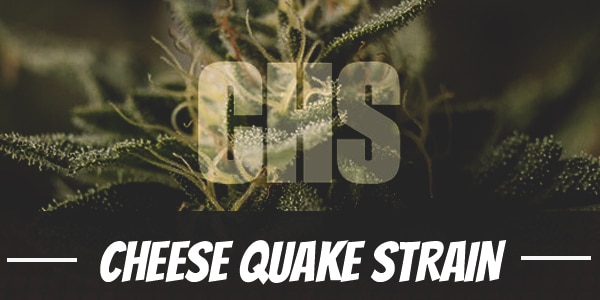 Cheese Quake Strain