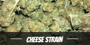 Cheese Strain