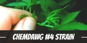 Chemdawg #4 Strain