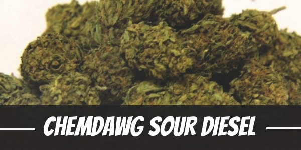 Chemdawg Sour Diesel