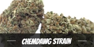 Chemdawg Strain