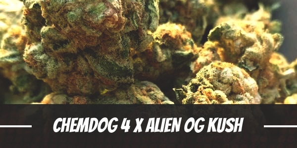 Chemdog # 4 X Alien OG Kush