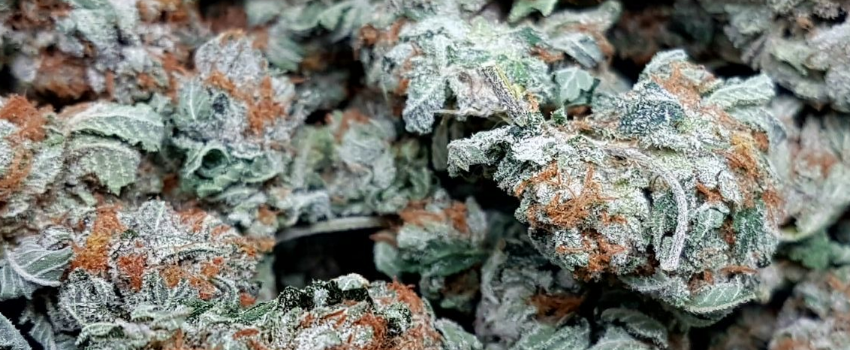 Chemo Flavors