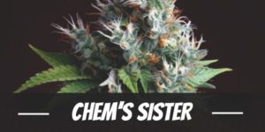 Chem's sister cannabis strain