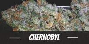 Chernobyl