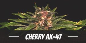Cherry AK-47