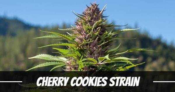 Cherry Cookies Strain