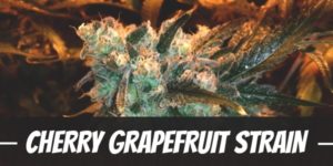 Cherry Grapefruit Strain