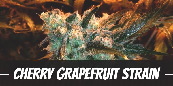 Cherry Grapefruit Strain