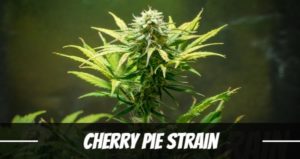 Cherry Pie Strain