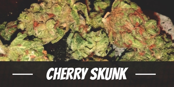 Cherry Skunk