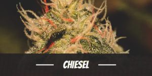 Chiesel