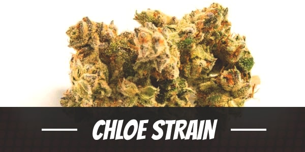Chloe Strain