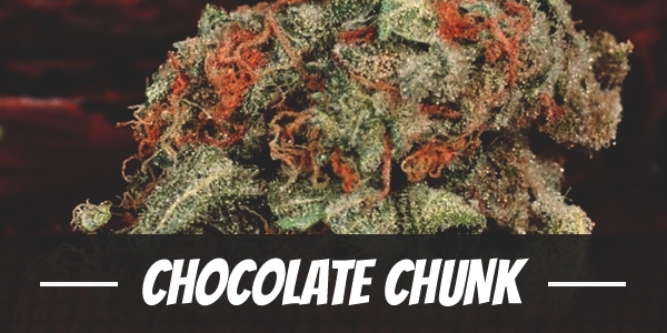 Chocolate Chunk