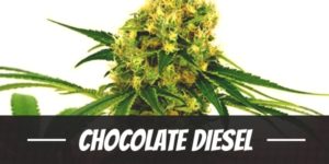 Chocolate Diesel