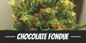 Chocolate Fondue