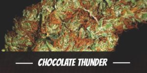 Chocolate Thunder weed strain review