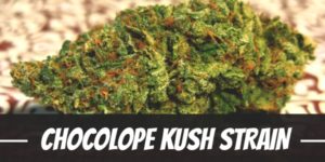 Chocolope Kush Strain
