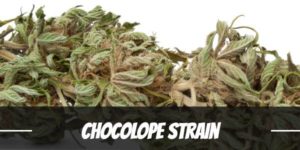 Chocolope Strain