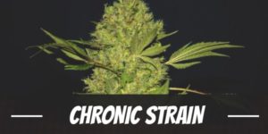 Chronic Strain