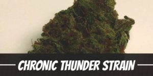 Chronic Thunder Strain