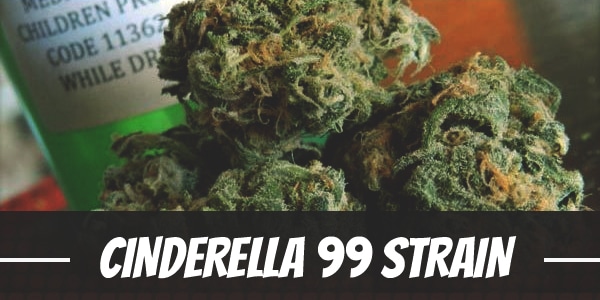 Cinderella 99 Strain