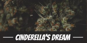 Cinderella’s Dream