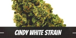 Cindy White Strain