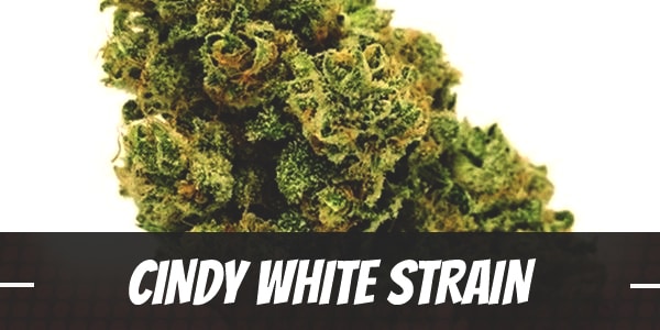 Cindy White Strain