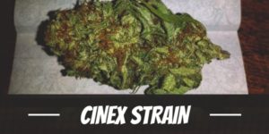 Cinex Strain